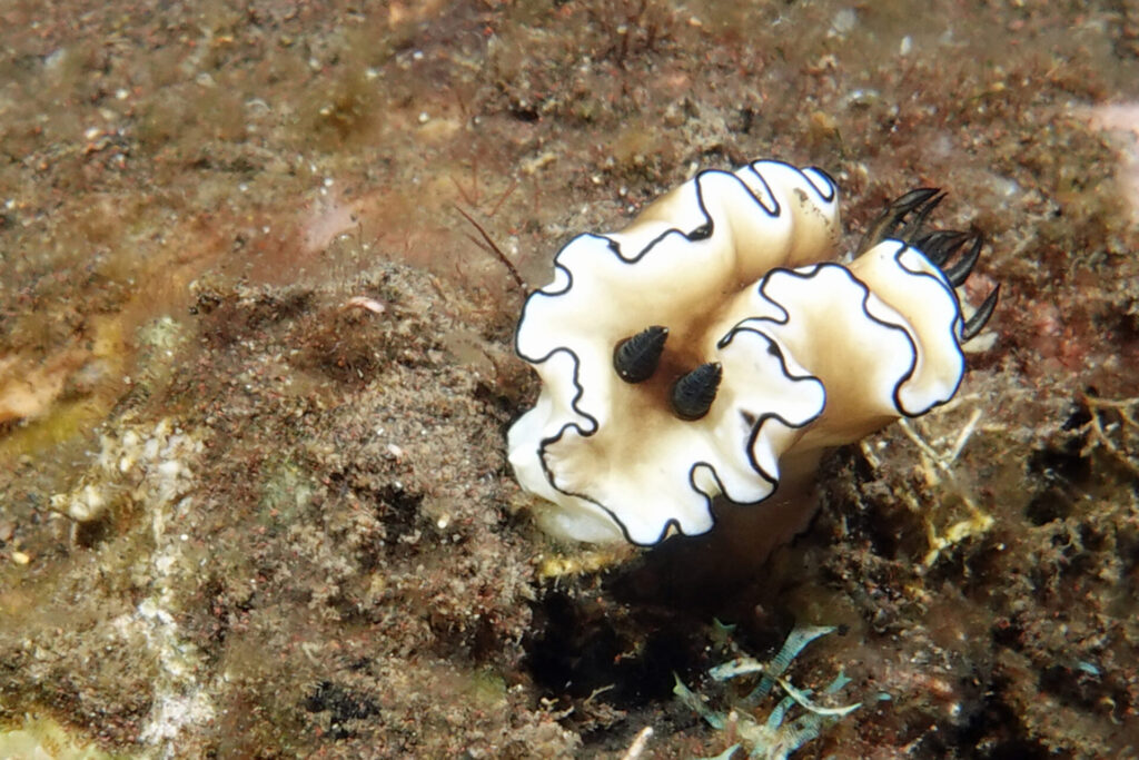 100_bali_tulamben_soraya_dsc01000