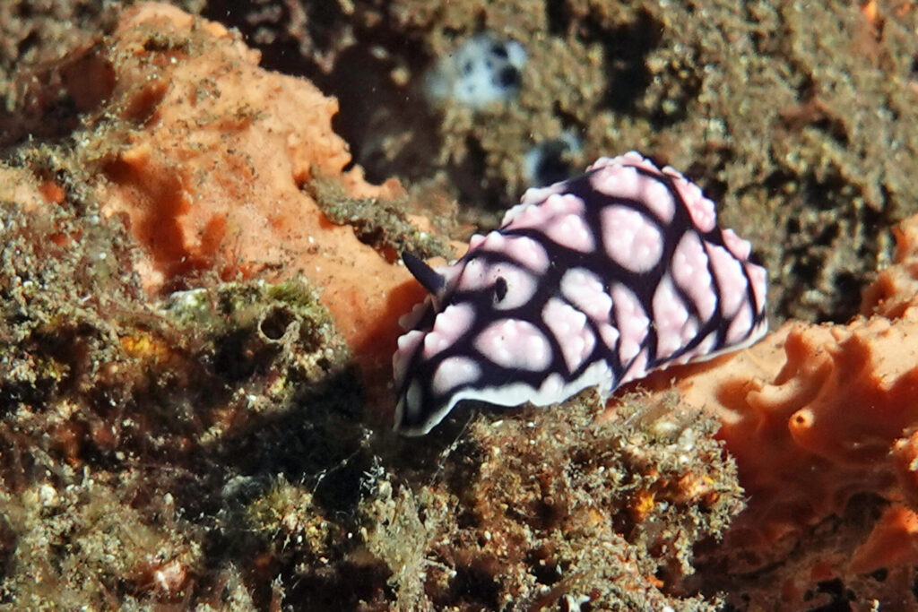 100_bali_tulamben_soraya_dsc01004