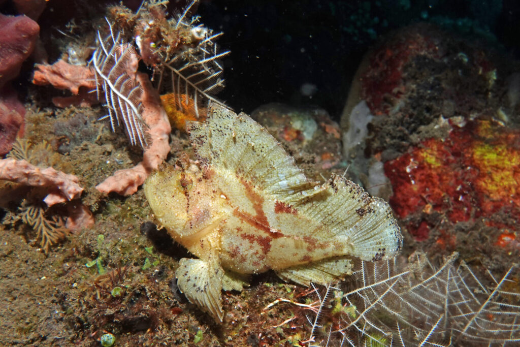 100_bali_tulamben_soraya_dsc01006