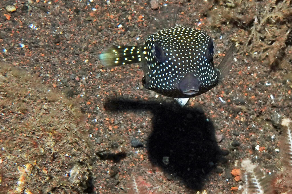 100_bali_tulamben_soraya_dsc01008