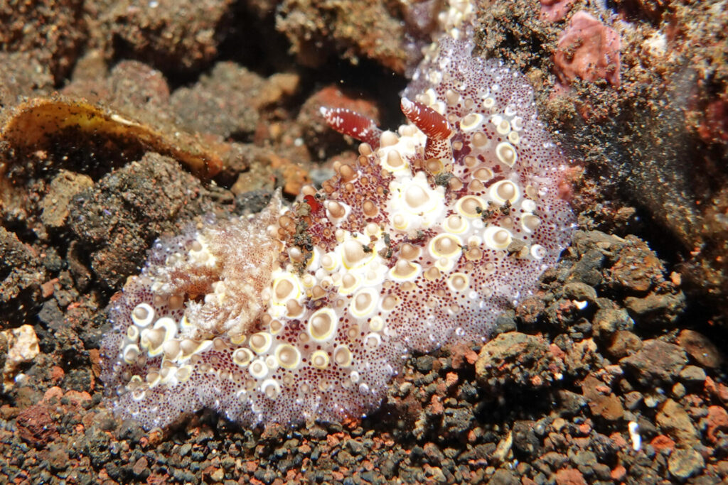 100_bali_tulamben_soraya_dsc01031