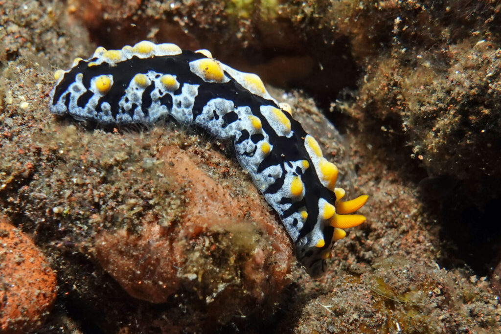 100_bali_tulamben_soraya_dsc01033