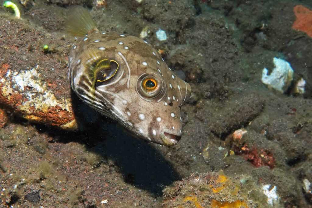 100_bali_tulamben_tai-sapi_dsc01080