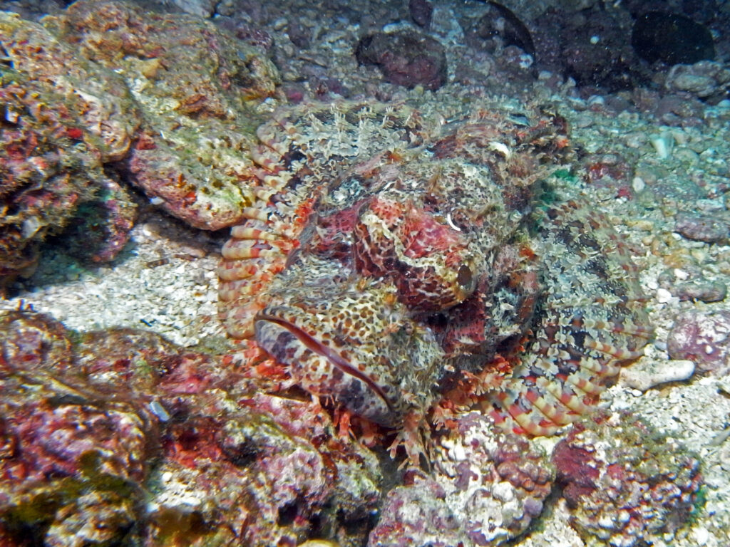 Drachenkopf beim Tauchen am Diani Beach in Kenia