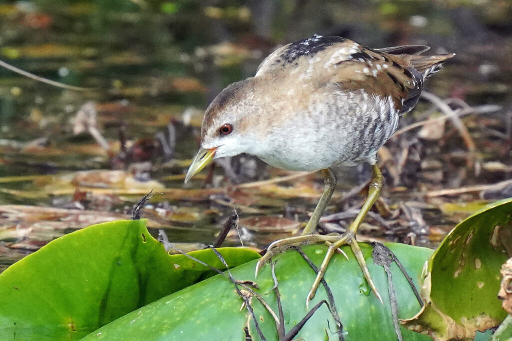 kleines Sumpfhuhn am Federsee in Bad Buchau
