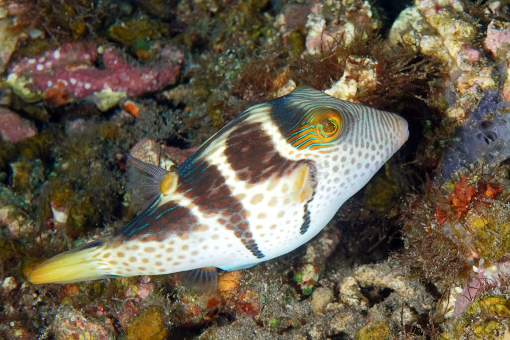 10_bali_Kubu-indah_hausriff_dsc00356