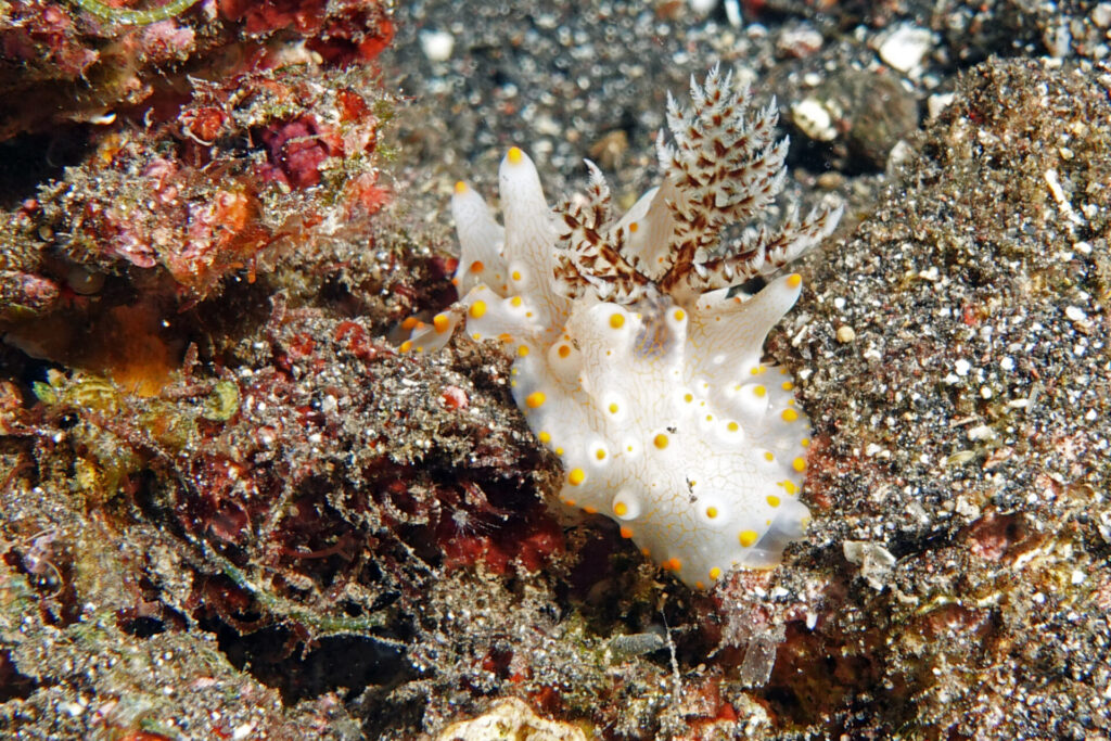 10_bali_Kubu-indah_hausriff_dsc00364