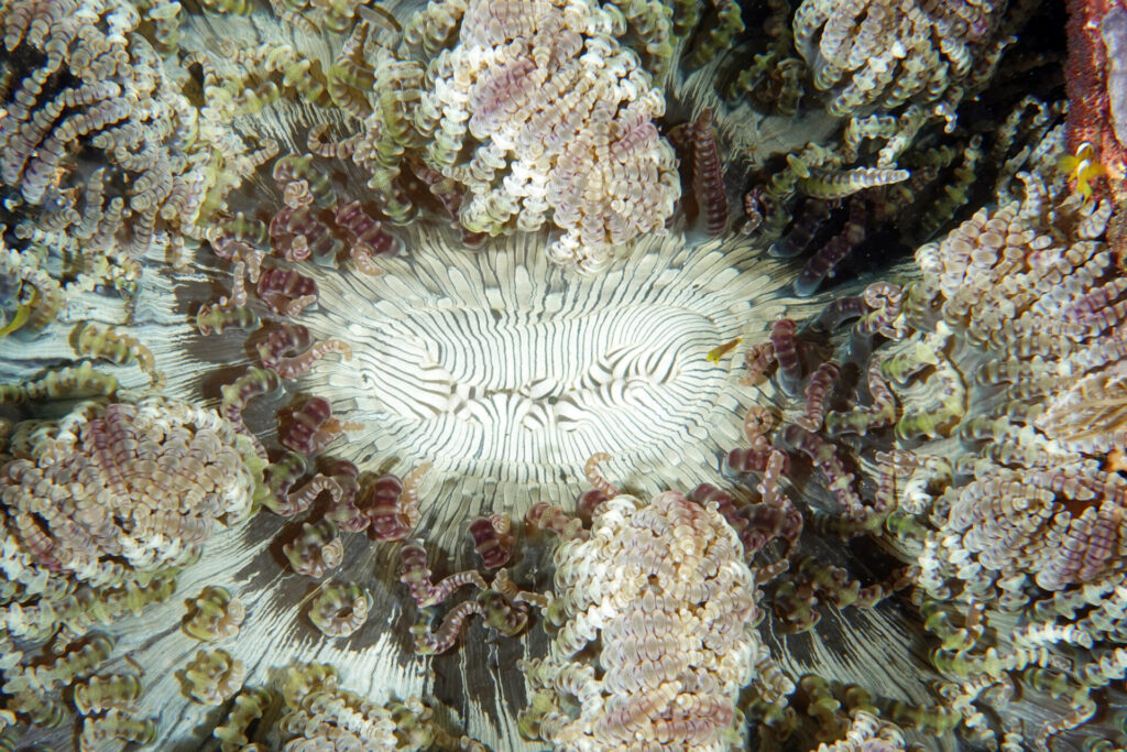 10_bali_Kubu-indah_hausriff_dsc00365