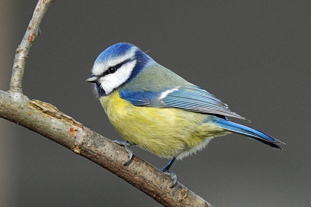 10_homburg_sanddorf_dsc01106 Blaumeise in unserem Garten in Homburg in Sanddorf im Saarland