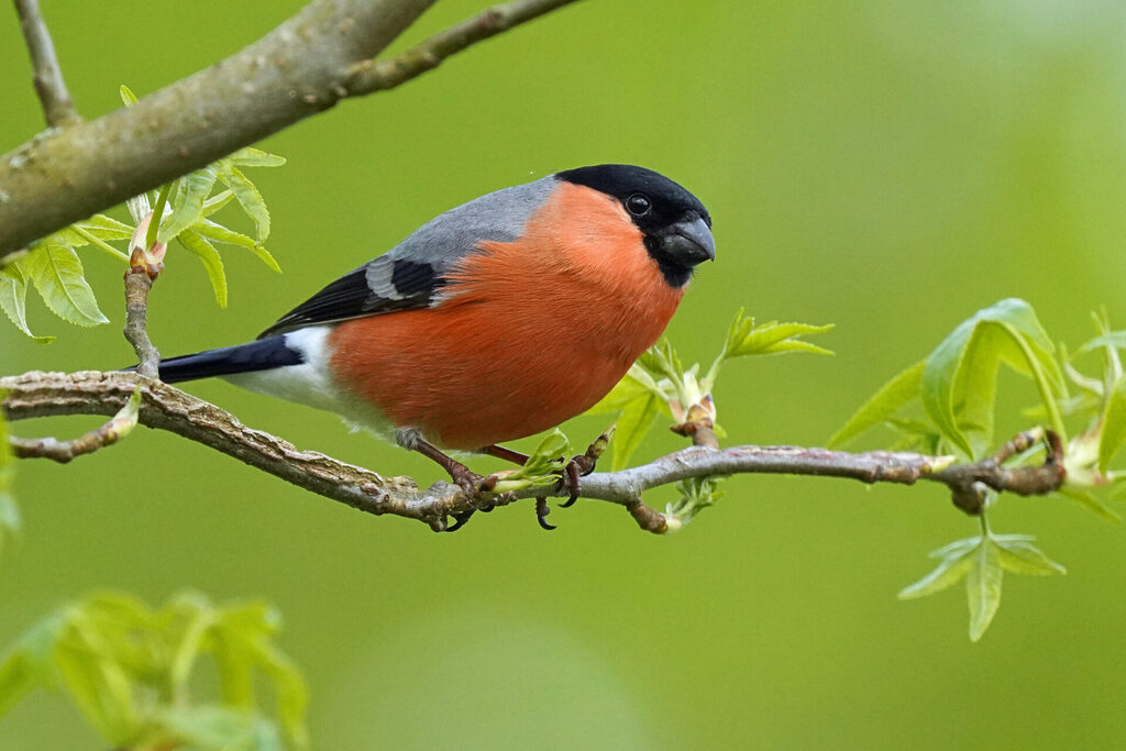männlicher Dompfaff (Gimpel) in unserem Garten in Sanddorf in Homburg im Saarland