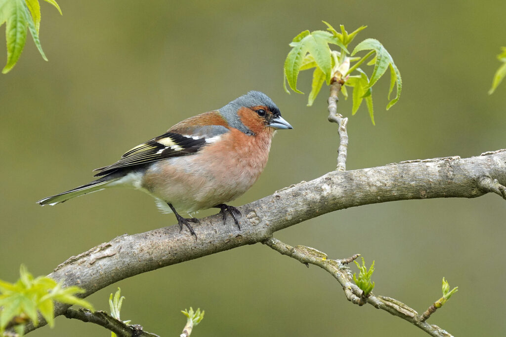 männlicher Buchfink in unserem Garten in Sanddorf in Homburg im Saarland
