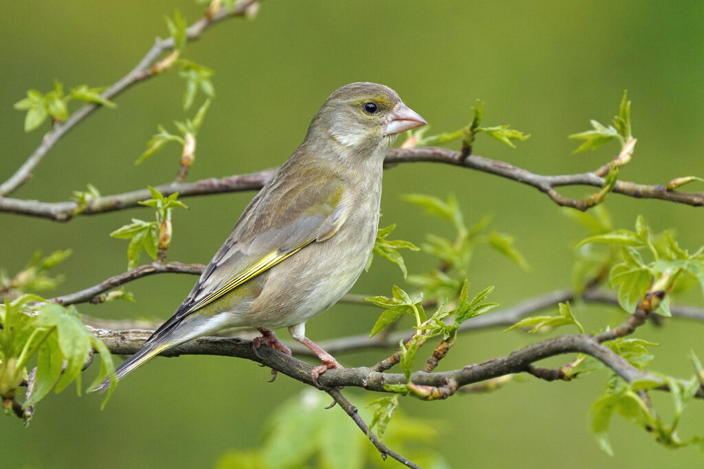 Grünfink in unserem Garten in Sanddorf in Homburg im Saarland