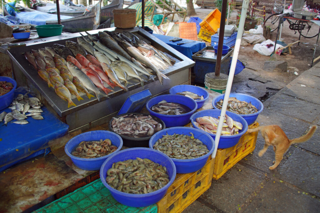 10_indien_kochi_cochin_dsc08544