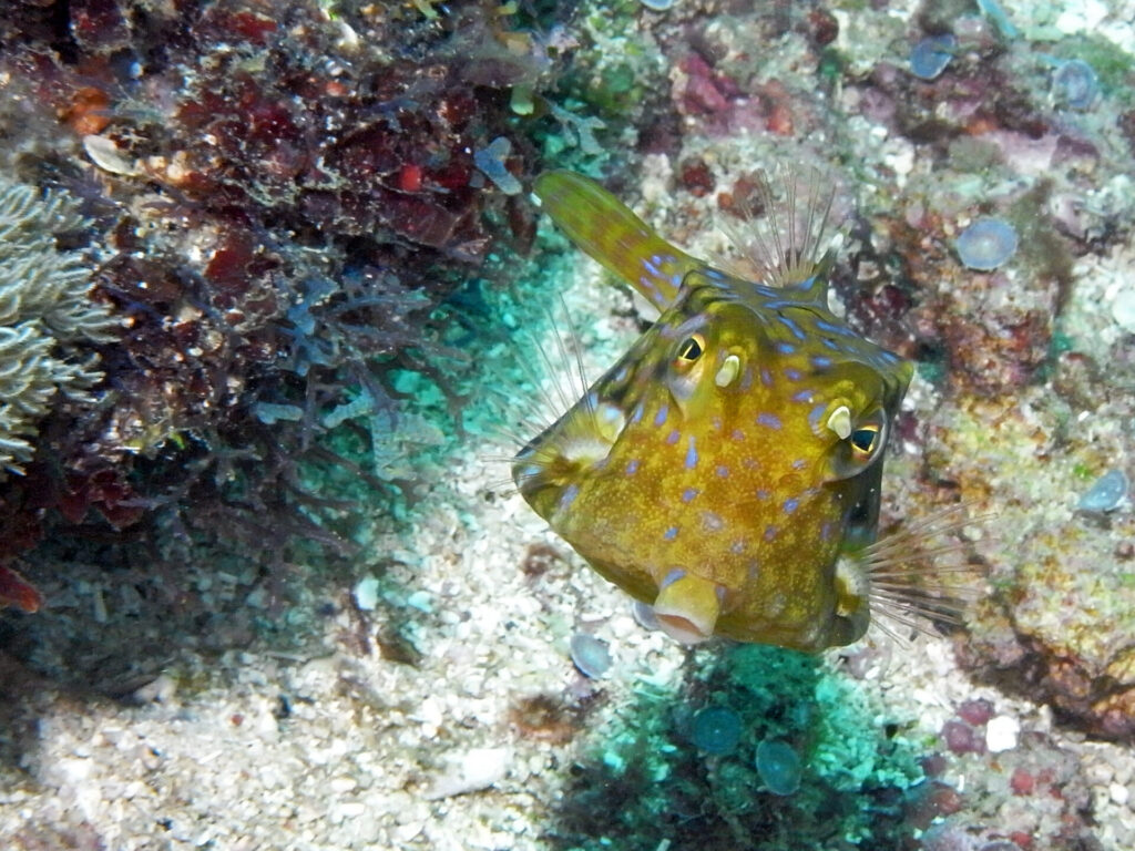 Kuhfisch beim Tauchen am Diani Beach in Kenia