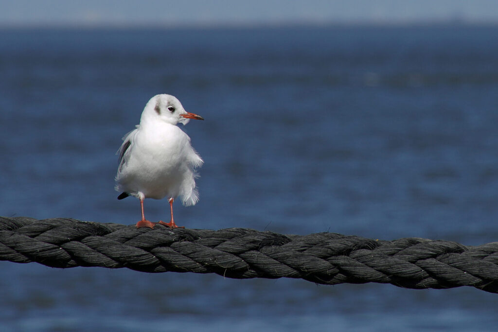 10_nordsee_cuxhaven_dsc02340