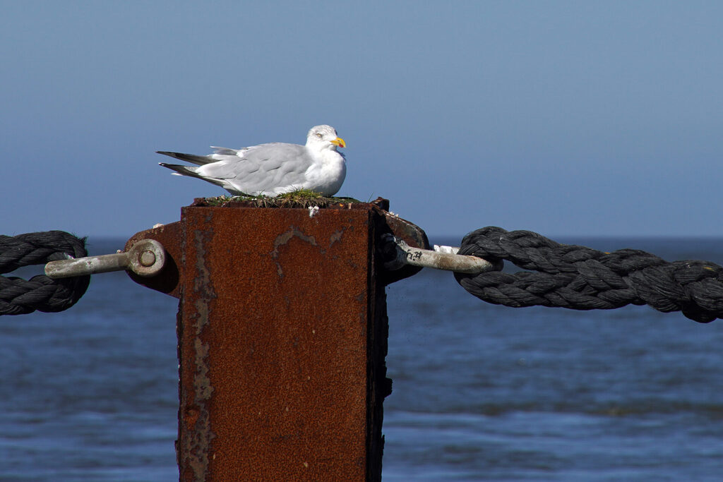 10_nordsee_cuxhaven_dsc02343