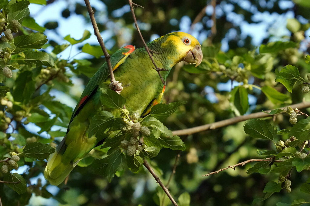 10_stuttgart_rosensteinpark_dsc00669
