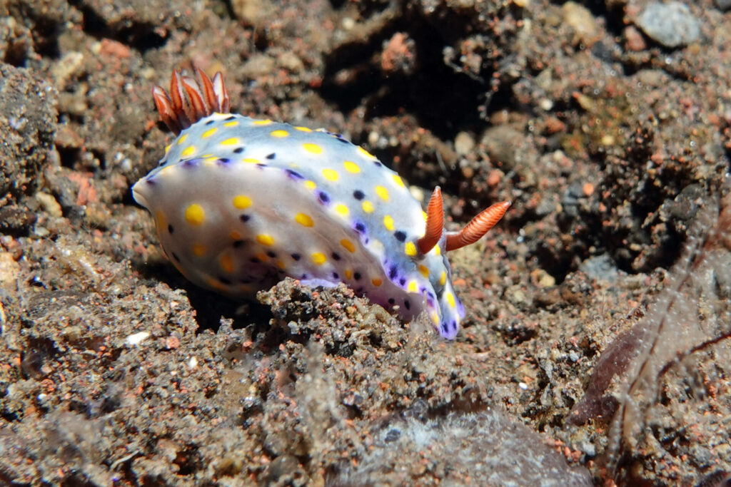 110_bali_tulamben_melasti_dsc01094