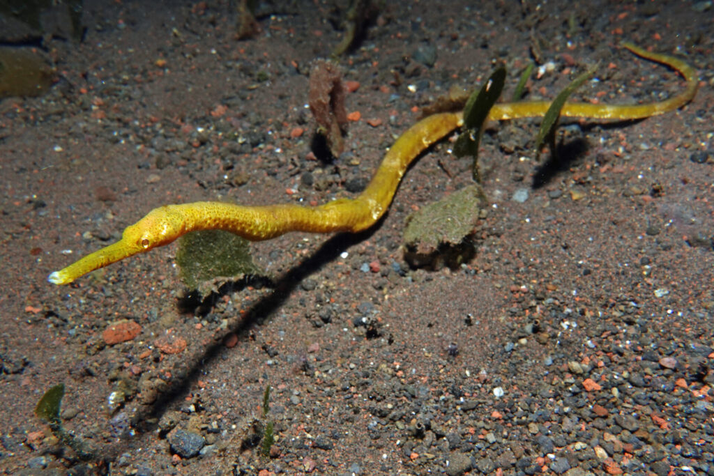 110_bali_tulamben_melasti_dsc01118