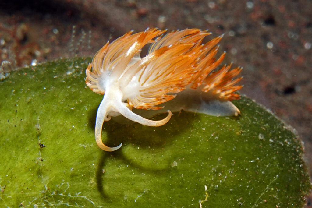 110_bali_tulamben_melasti_dsc01121