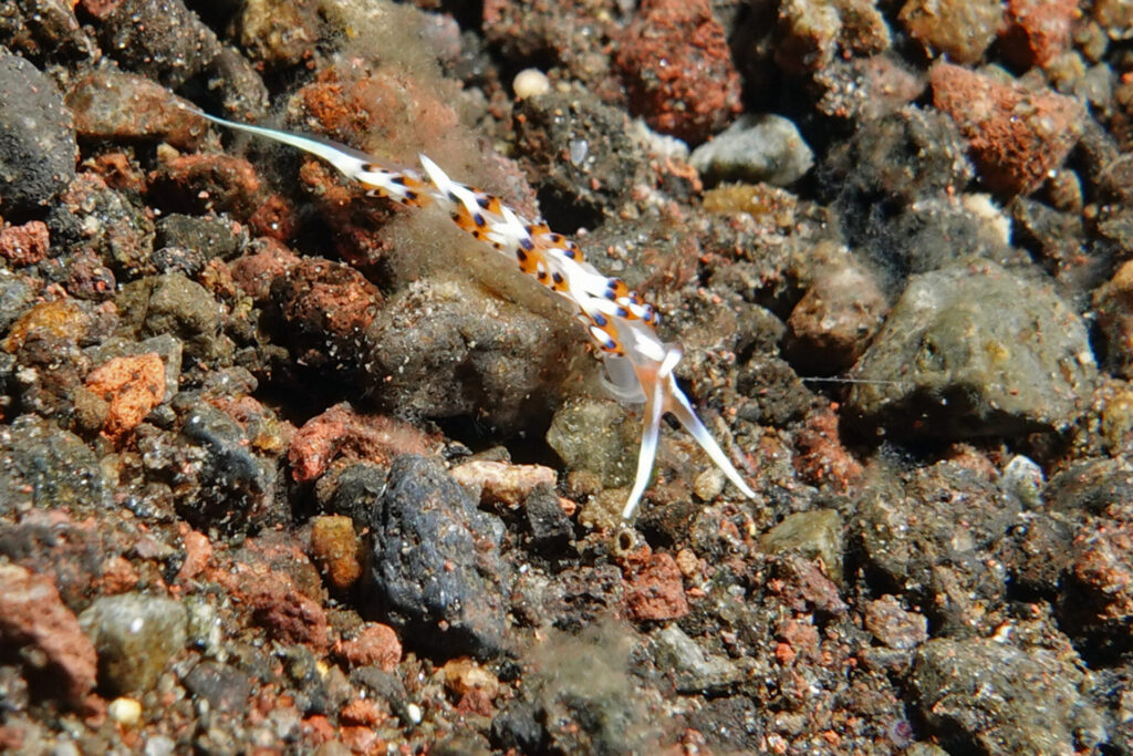 110_bali_tulamben_melasti_dsc01133