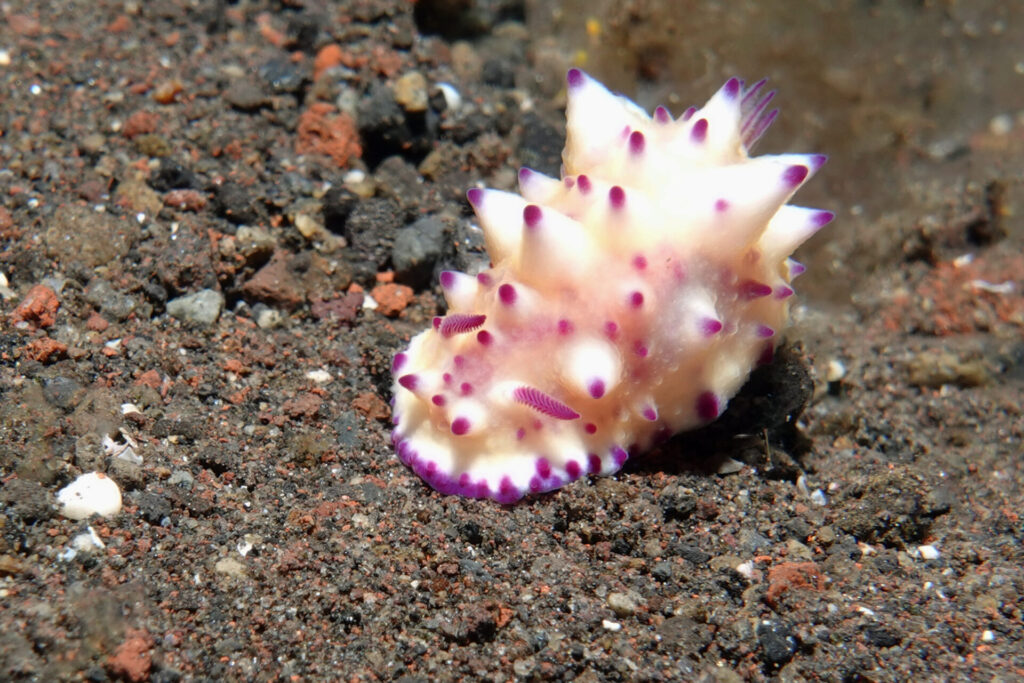 110_bali_tulamben_melasti_dsc01140