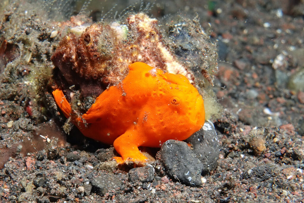 Anglerfisch am Tauchplatz Melasti bei Tulamben auf Bali