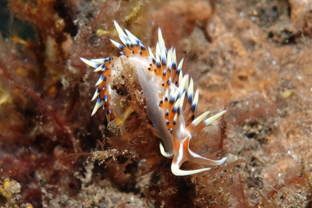 110_bali_tulamben_melasti_dsc01148