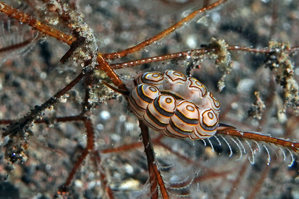 Donut-Nacktschnecke am Tauchplatz Melasti bei Tulamben auf Bali