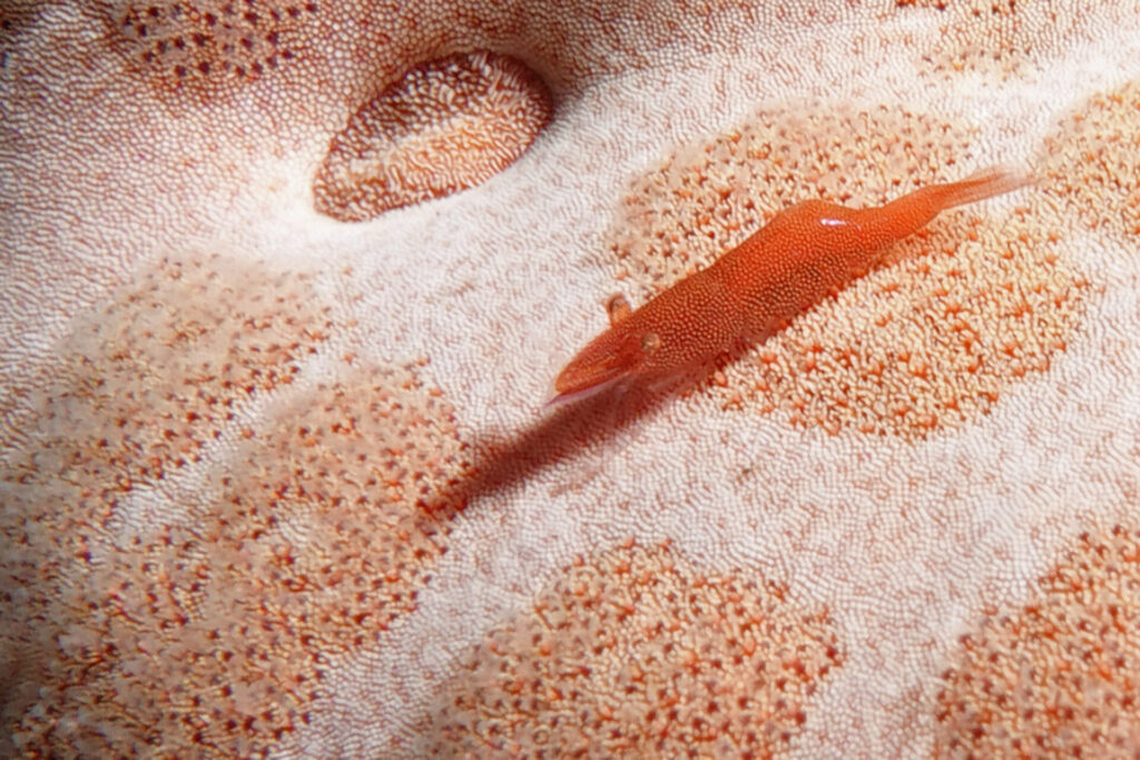 120_bali_tulamben_alam-anda_dsc01195