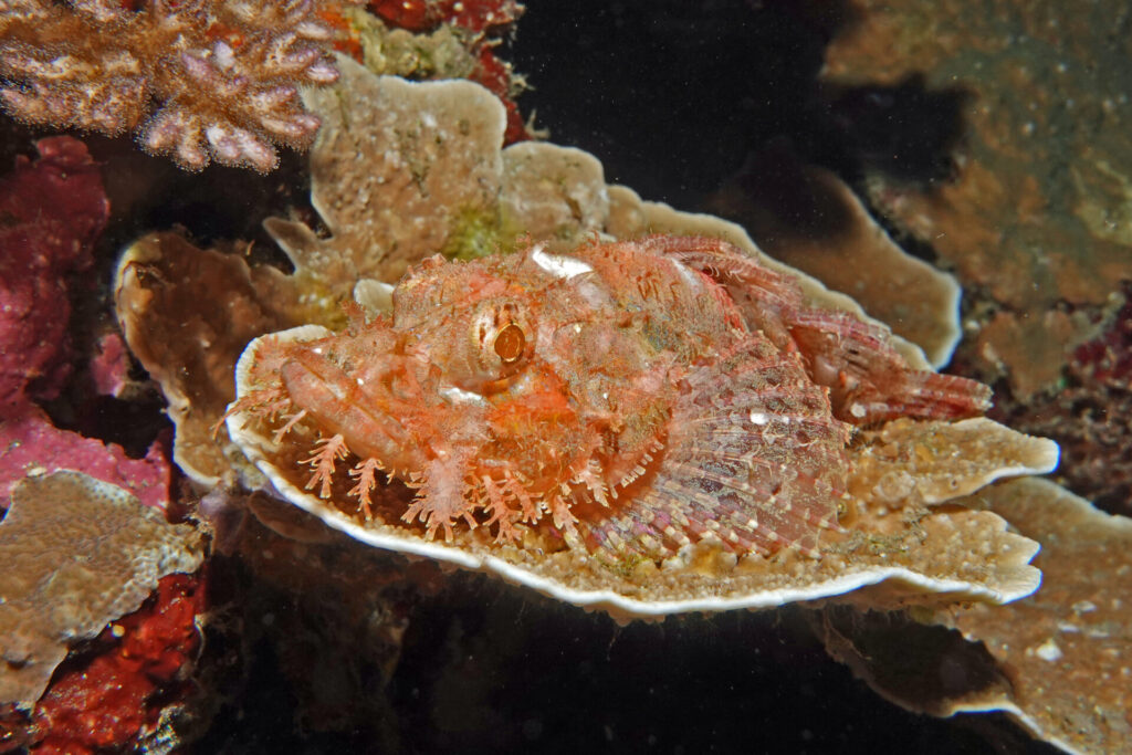 120_bali_tulamben_alam-anda_dsc01196