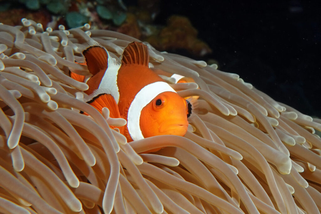 120_bali_tulamben_alam-anda_dsc01211