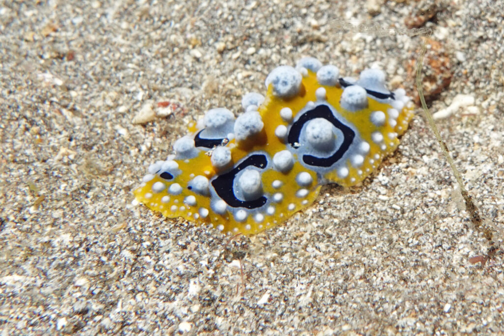 120_bali_tulamben_alam-anda_dsc01215