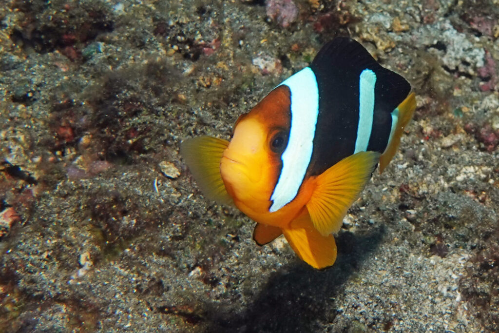120_bali_tulamben_coral-garden_dsc01216