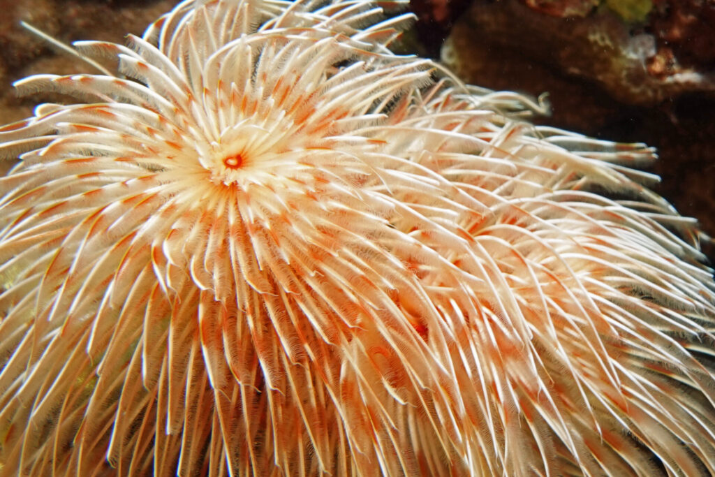 120_bali_tulamben_coral-garden_dsc01221