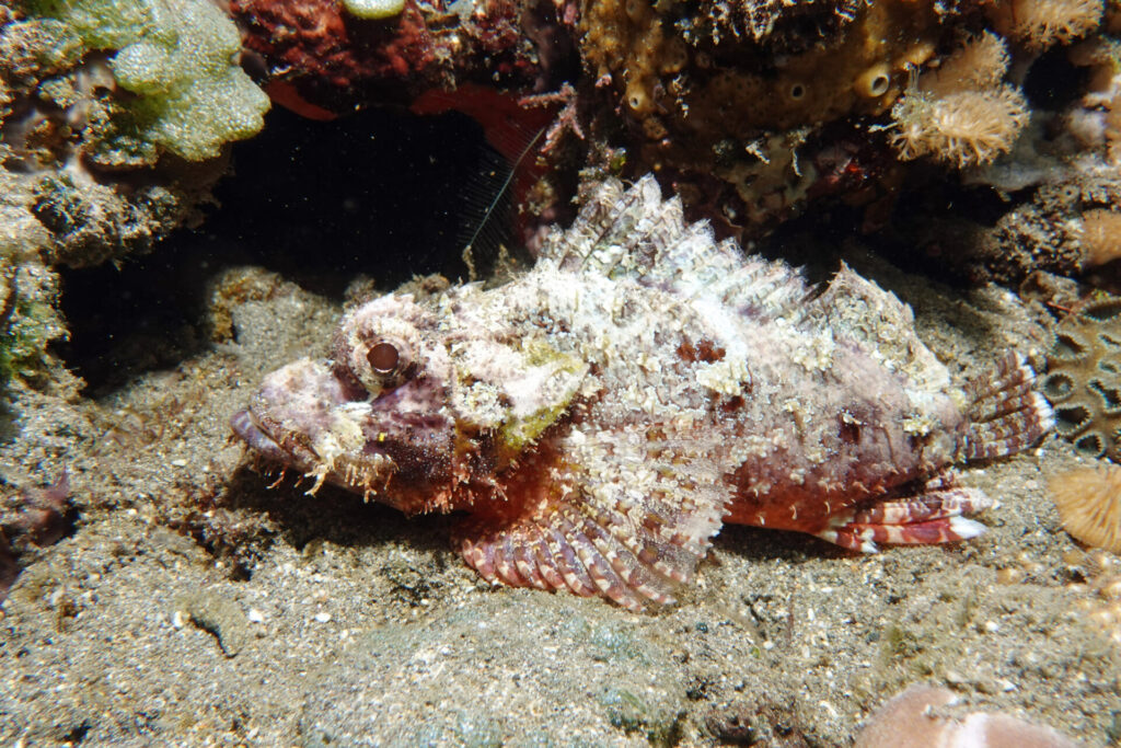 120_bali_tulamben_coral-garden_dsc01222