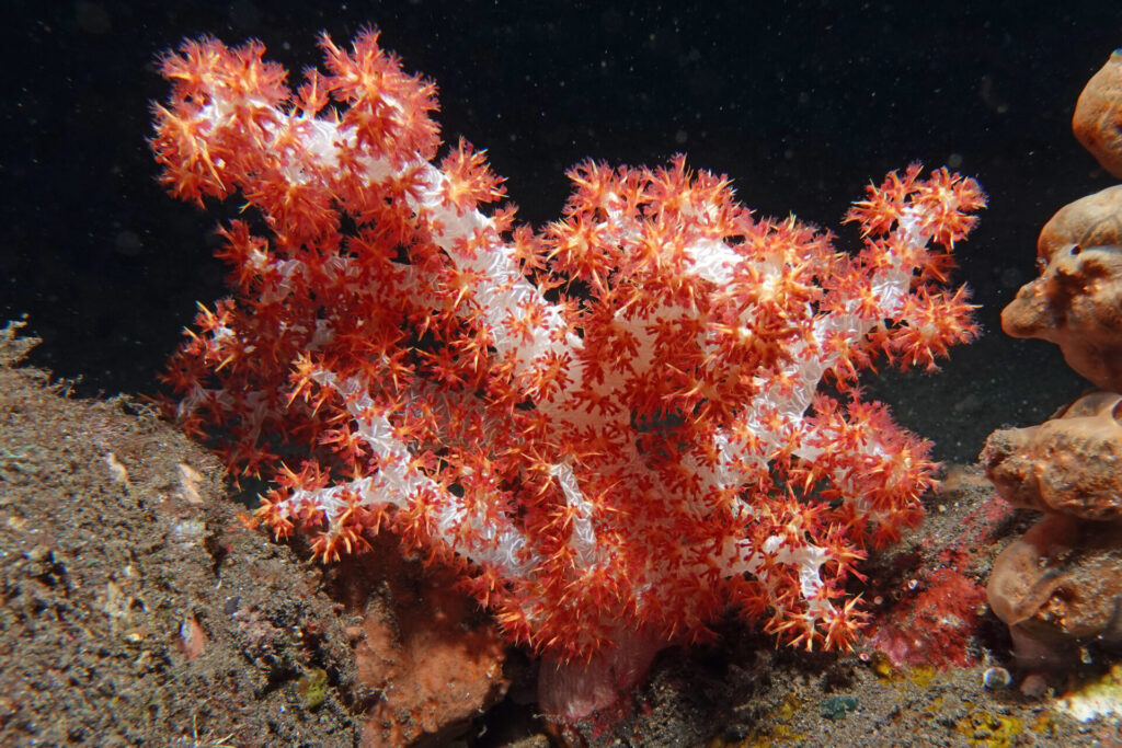 120_bali_tulamben_coral-garden_dsc01228