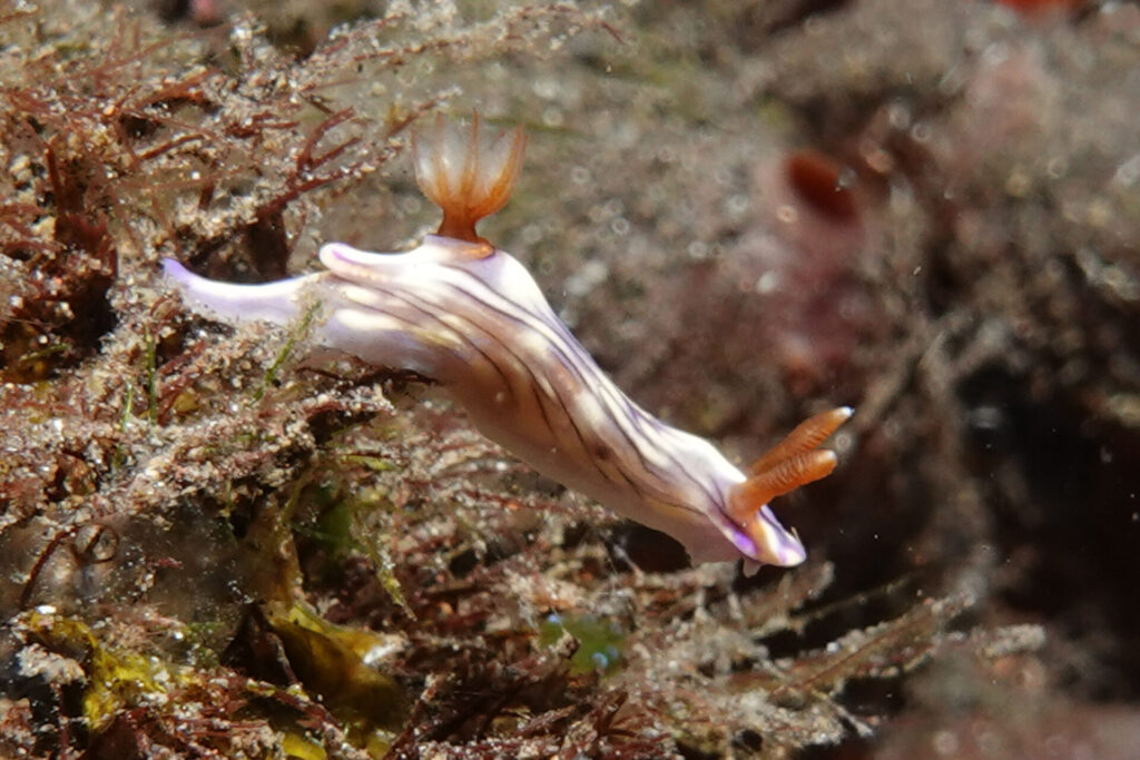 120_bali_tulamben_coral-garden_dsc01233