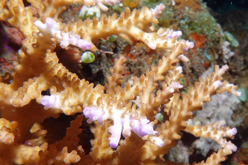 120_bali_tulamben_coral-garden_dsc01241