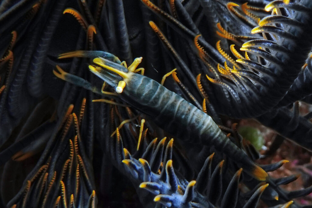 120_bali_tulamben_coral-garden_dsc01248