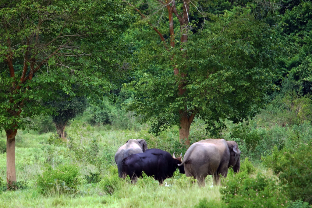 Elefanten und Gaur im Kui Buri Nationalpark in Thailand