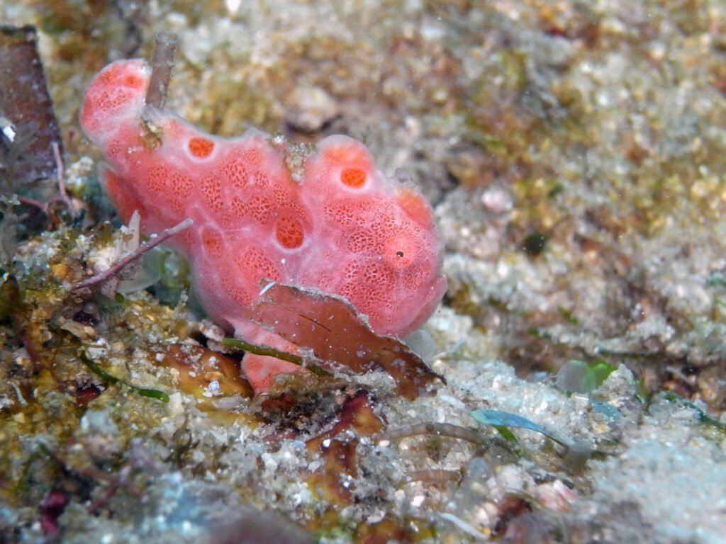 winziger Anglerfisch beim Tauchen am Diani Beach in Kenia