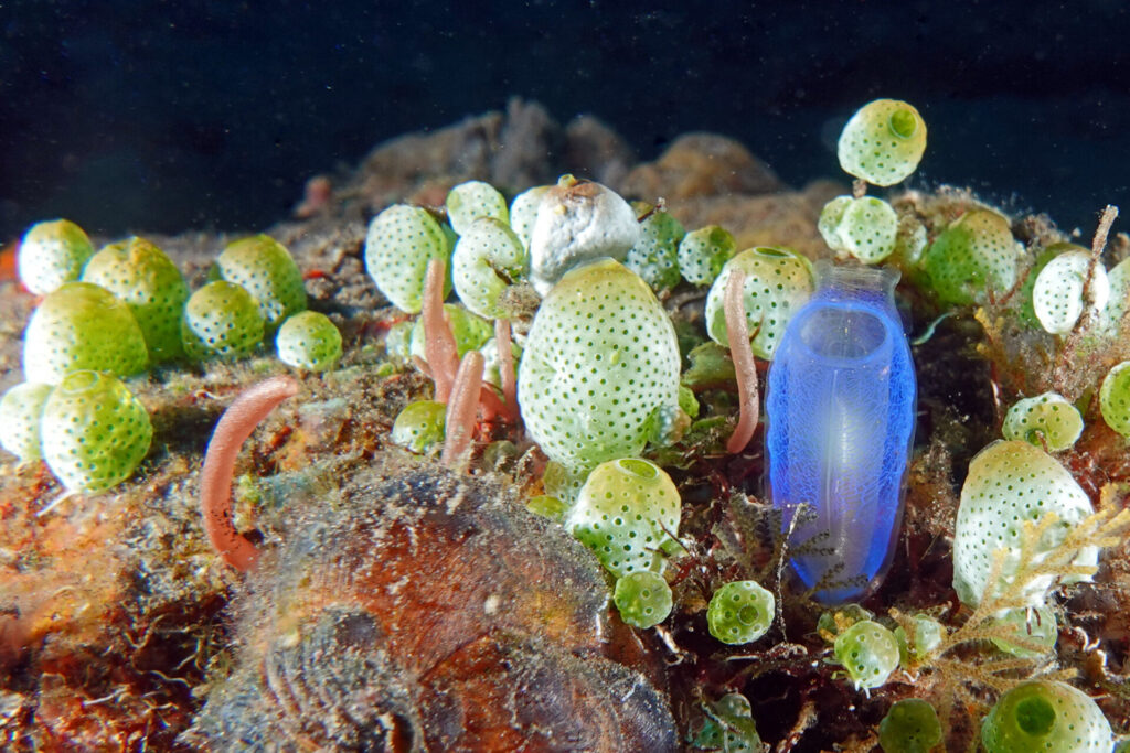 20_bali_kubu-indah_tulamben_dsc00383