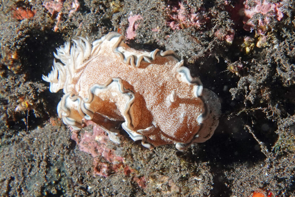20_bali_kubu-indah_tulamben_dsc00385