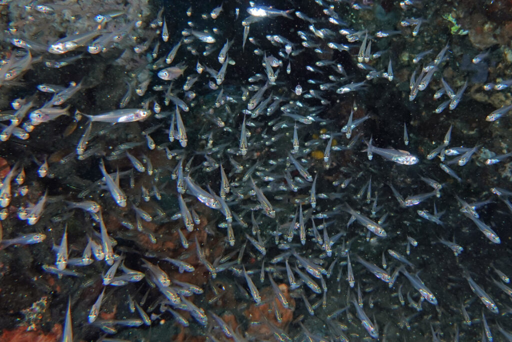 20_bali_kubu-indah_tulamben_dsc00390
