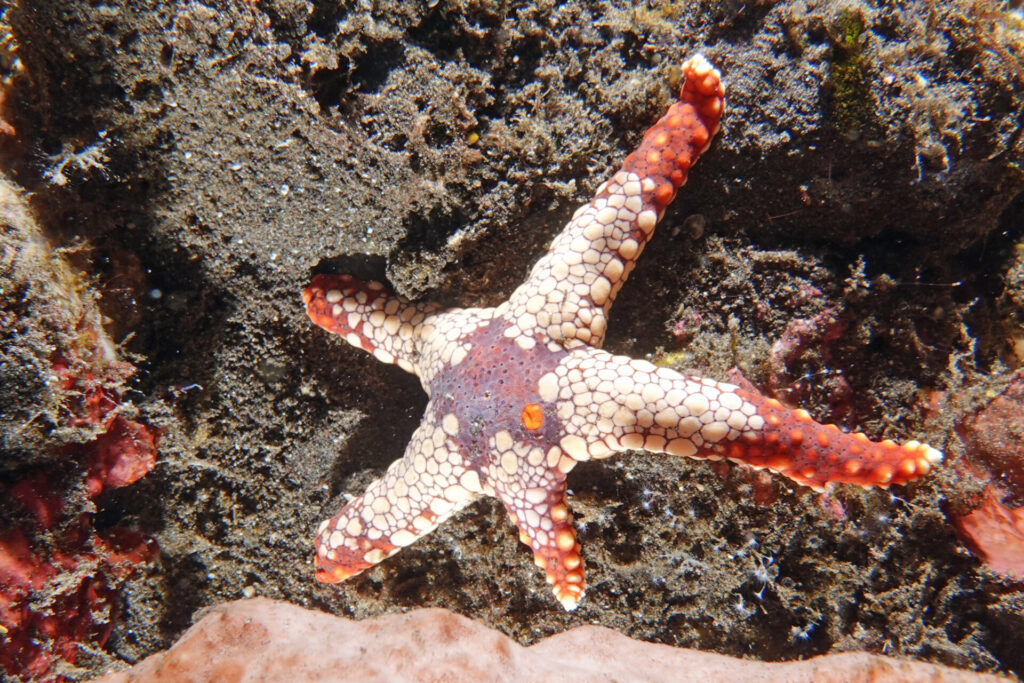 20_bali_kubu-indah_tulamben_dsc00391