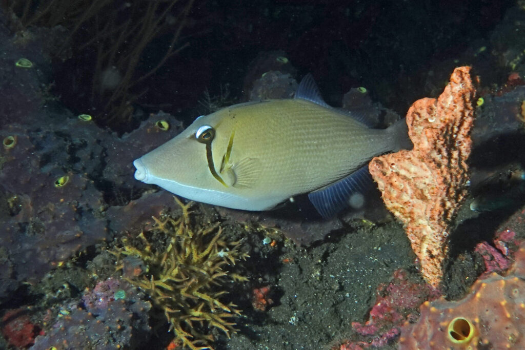 20_bali_kubu-indah_tulamben_dsc00392