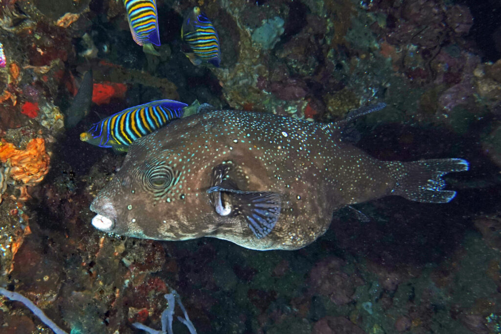 20_bali_kubu-indah_tulamben_dsc00399