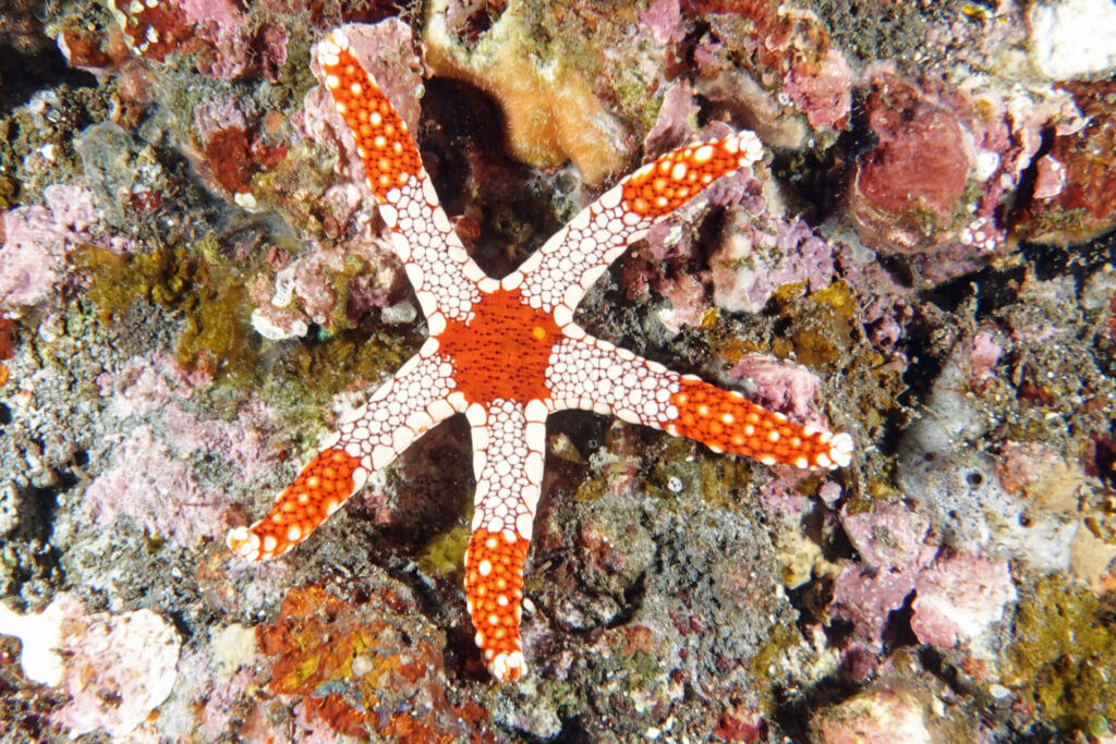 20_bali_kubu-indah_tulamben_dsc00409