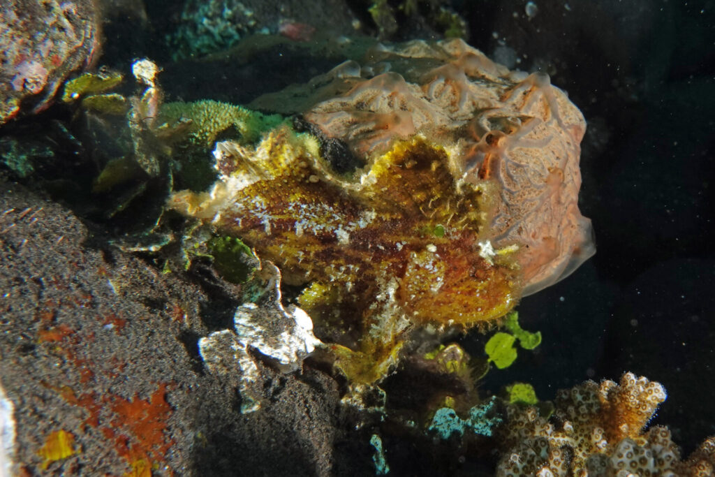 20_bali_kubu-indah_tulamben_dsc00418